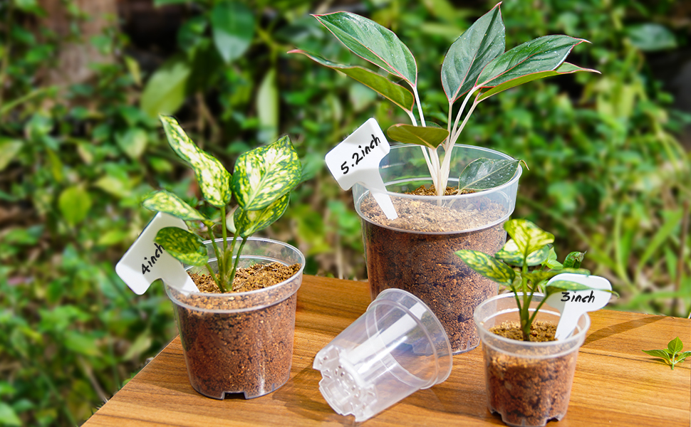 Amazon.com: homenote Clear Nursery Pots for Plants,3 Inch Plant